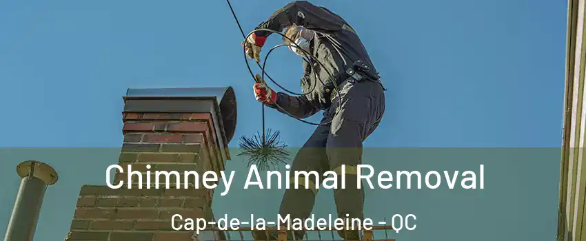 Chimney Animal Removal Cap-de-la-Madeleine - QC