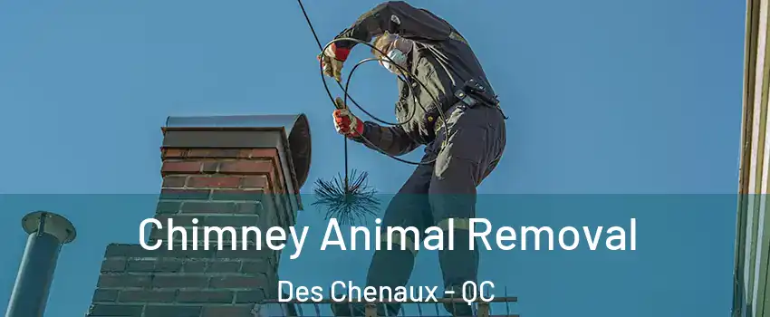 Chimney Animal Removal Des Chenaux - QC