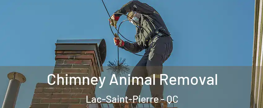 Chimney Animal Removal Lac-Saint-Pierre - QC