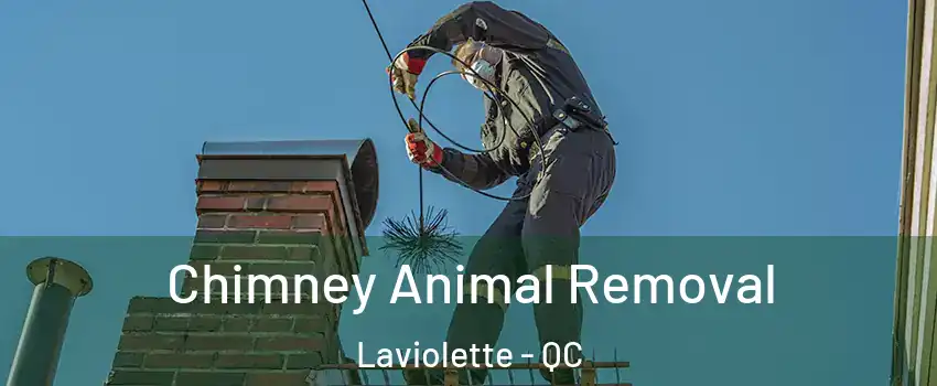 Chimney Animal Removal Laviolette - QC