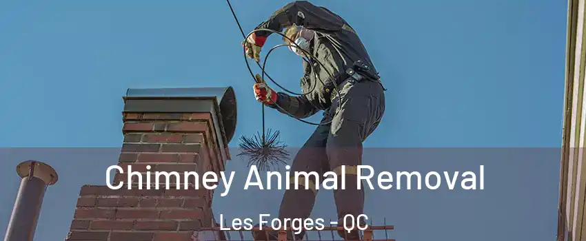 Chimney Animal Removal Les Forges - QC