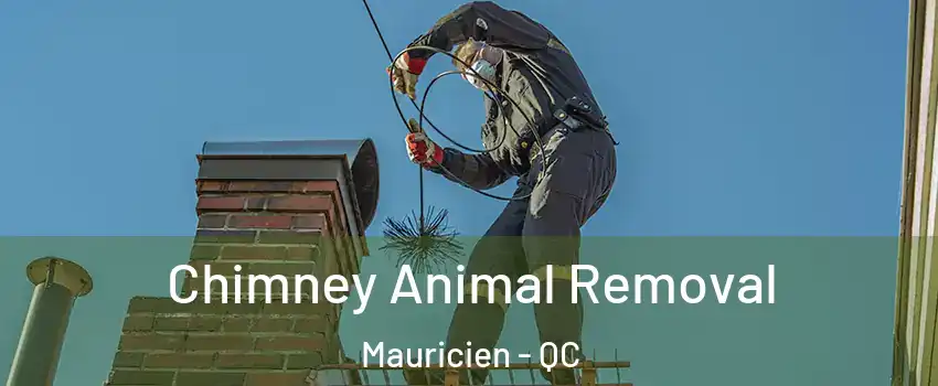 Chimney Animal Removal Mauricien - QC