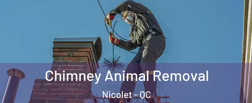 Chimney Animal Removal Nicolet - QC