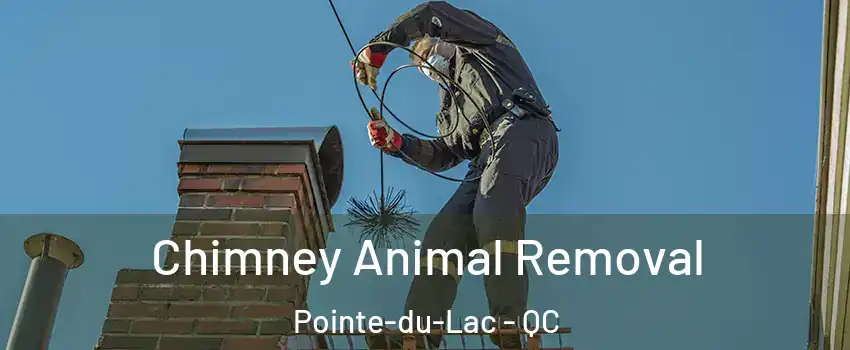 Chimney Animal Removal Pointe-du-Lac - QC