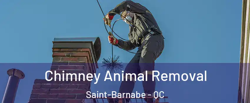 Chimney Animal Removal Saint-Barnabe - QC