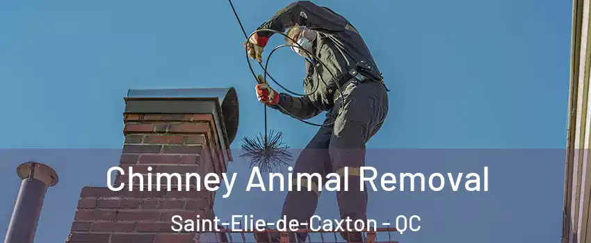 Chimney Animal Removal Saint-Elie-de-Caxton - QC