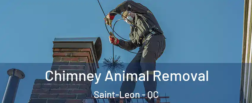 Chimney Animal Removal Saint-Leon - QC
