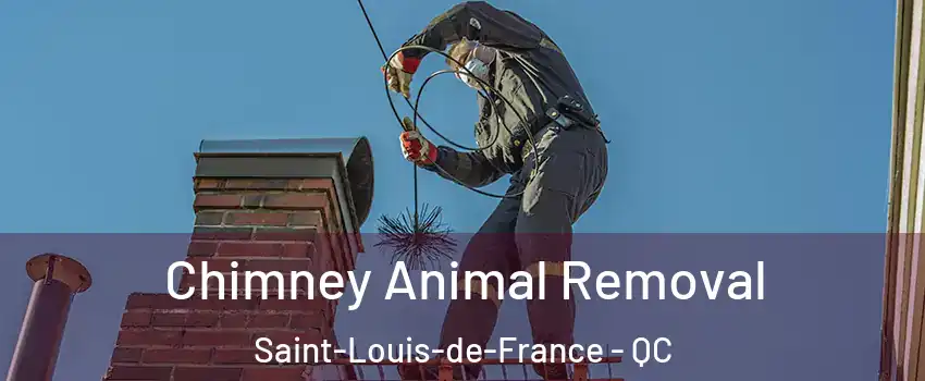 Chimney Animal Removal Saint-Louis-de-France - QC