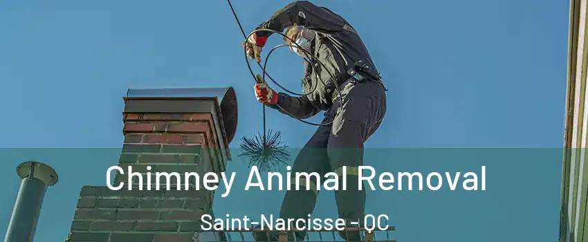 Chimney Animal Removal Saint-Narcisse - QC