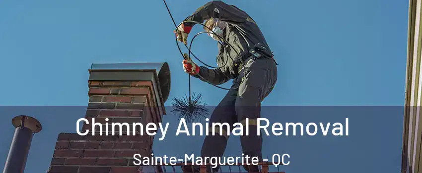 Chimney Animal Removal Sainte-Marguerite - QC