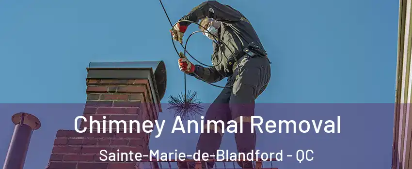 Chimney Animal Removal Sainte-Marie-de-Blandford - QC