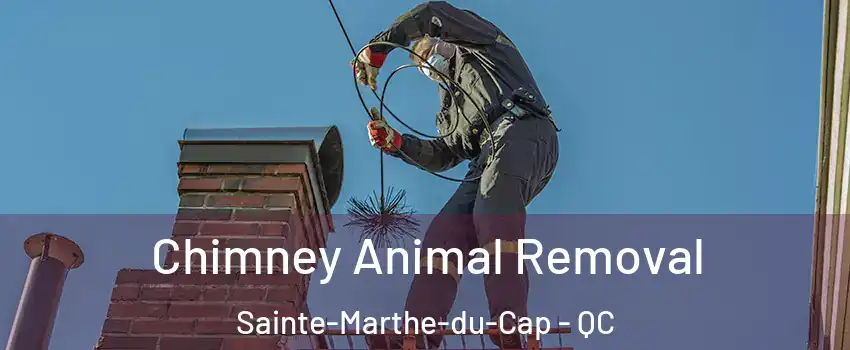 Chimney Animal Removal Sainte-Marthe-du-Cap - QC