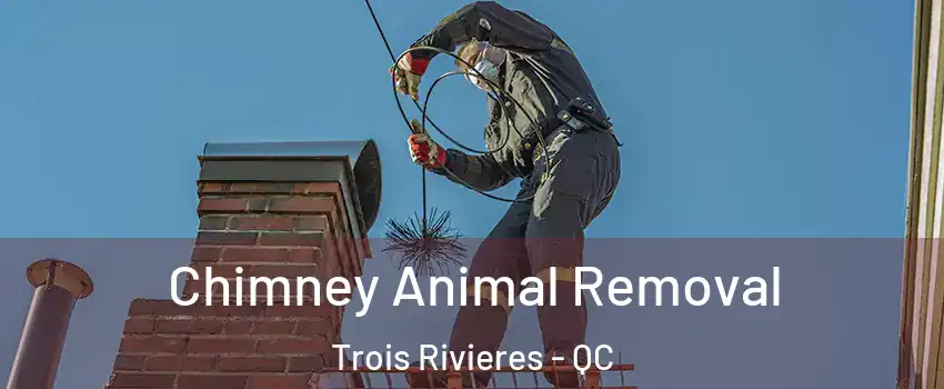 Chimney Animal Removal Trois Rivieres - QC